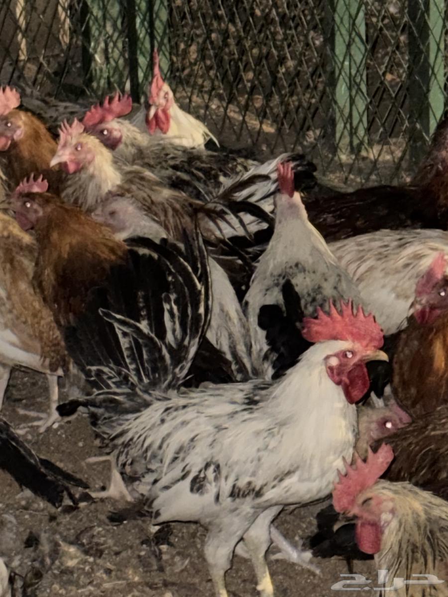 ديوك بلدي64473247934594112