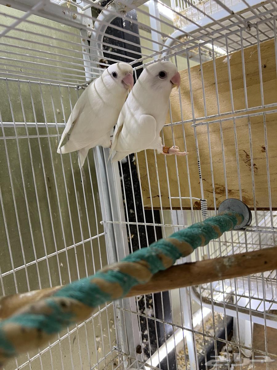 Pair of Albino Rosy-faced Lovebirds, Pure Cotton (Condition Product)64614769843713111