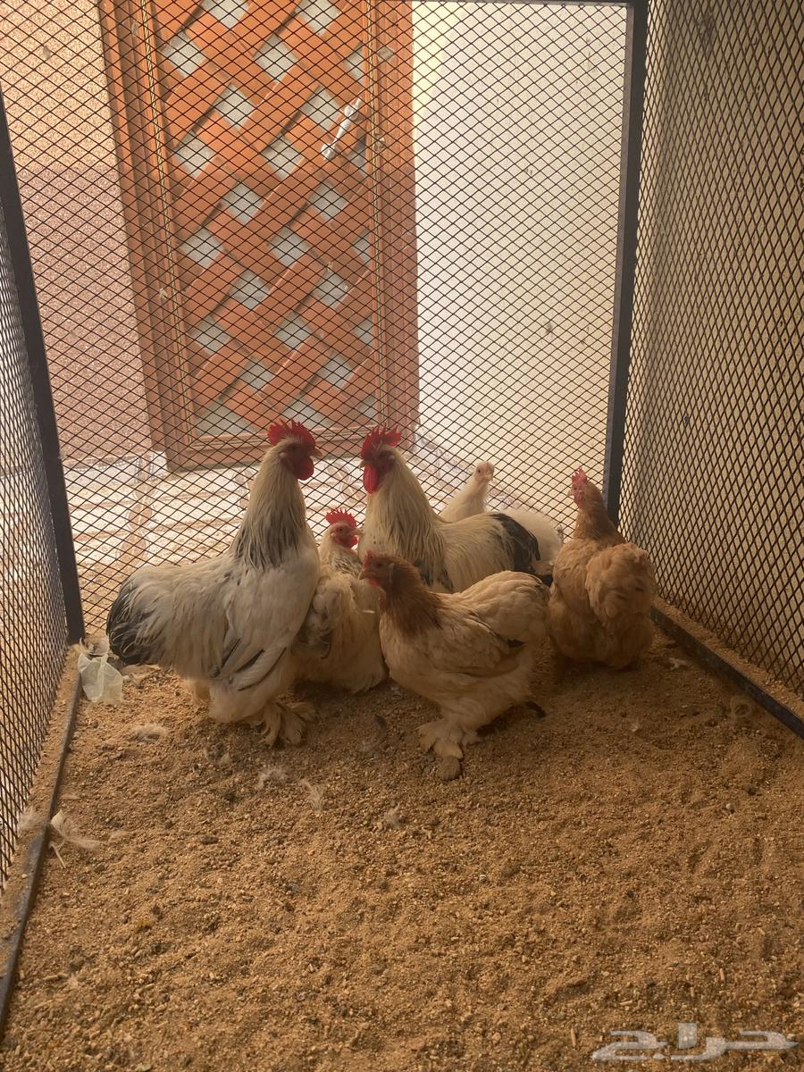 دجاج كوشن ( تم البيع )64645330479361112