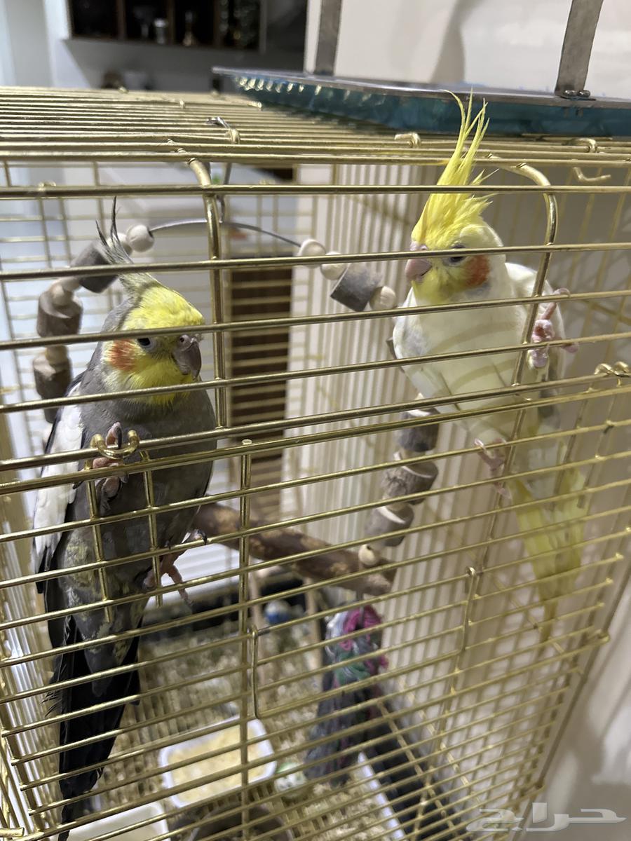 كروان ذكر وأنثى64642277136259112