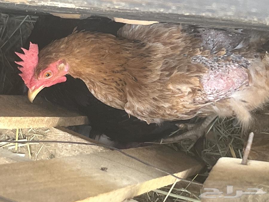 دجاج صحه على الشرط ديكين و دجاجتين الدجاجه السودا مسقط64598572965889113