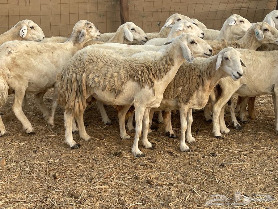 19 غنم حريات جروم دفيع شي فواخر تبارك الرحمن تم البيع64644978486657110