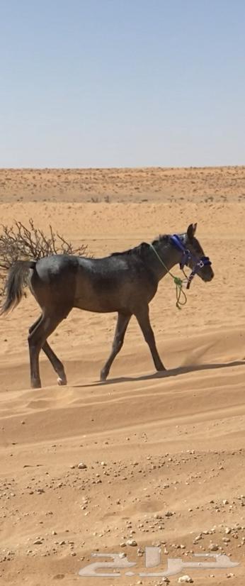 مهر للبيع عمره تقريبا 5 شهور64646153264386110