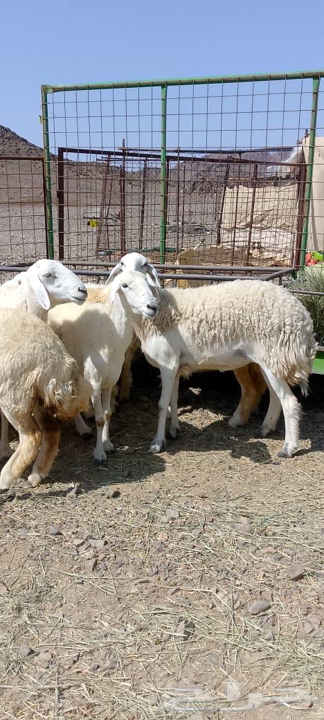 رخال حريات (( تم البيع64640727281027114