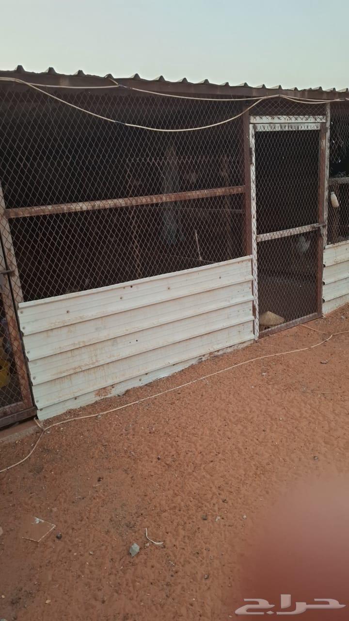 مضلات تلحيم مشبوكه مع بعض64645330440321113