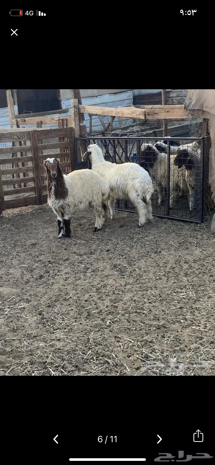 للبيع ذبايح صلخ وتوصيل مجاني تيوس بلدي وخرفان نعيم ونجدي64564671097347111