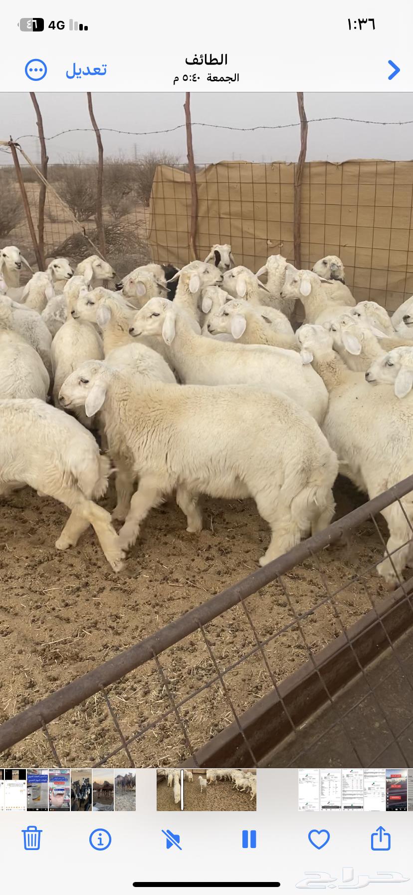 طليان حري64640751830529114