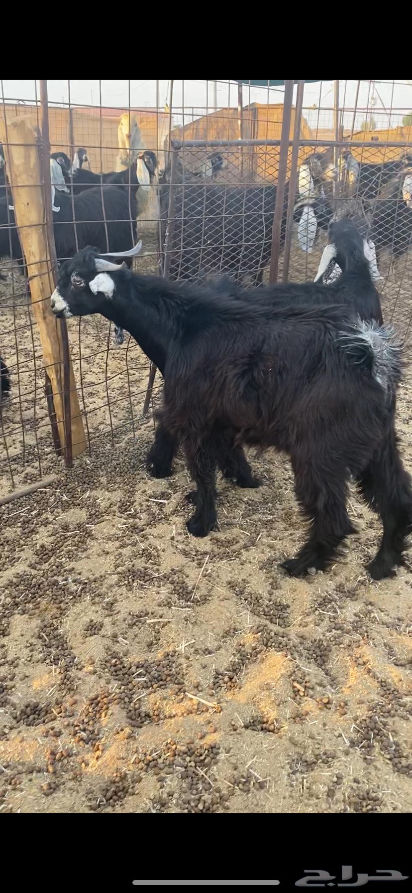 تيوس عارضية للبيع64644009347970113