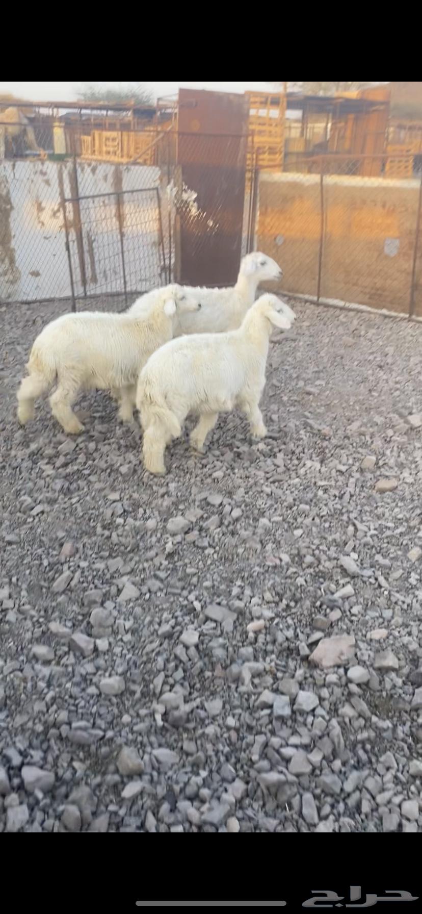 طليين ورخل للبيع64644021734659110