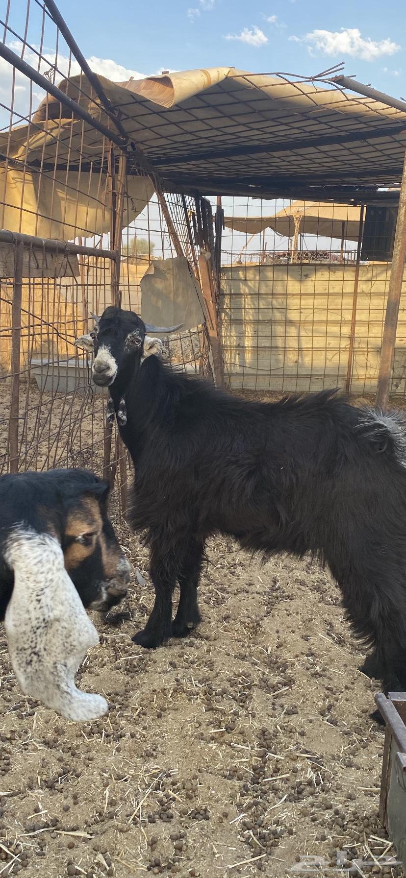 تيوس عارضية للبيع64644009347970112