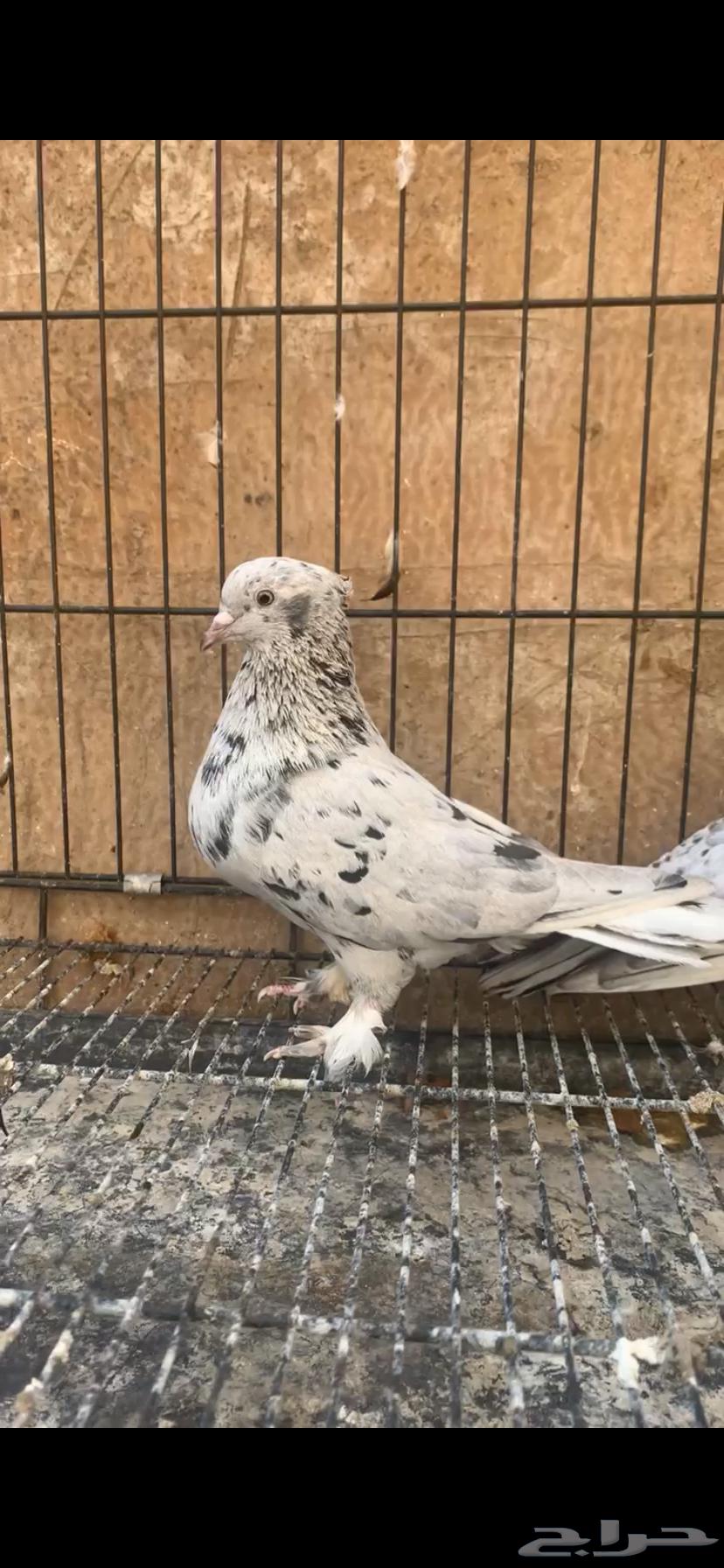 حمام ايراني64639317470721111