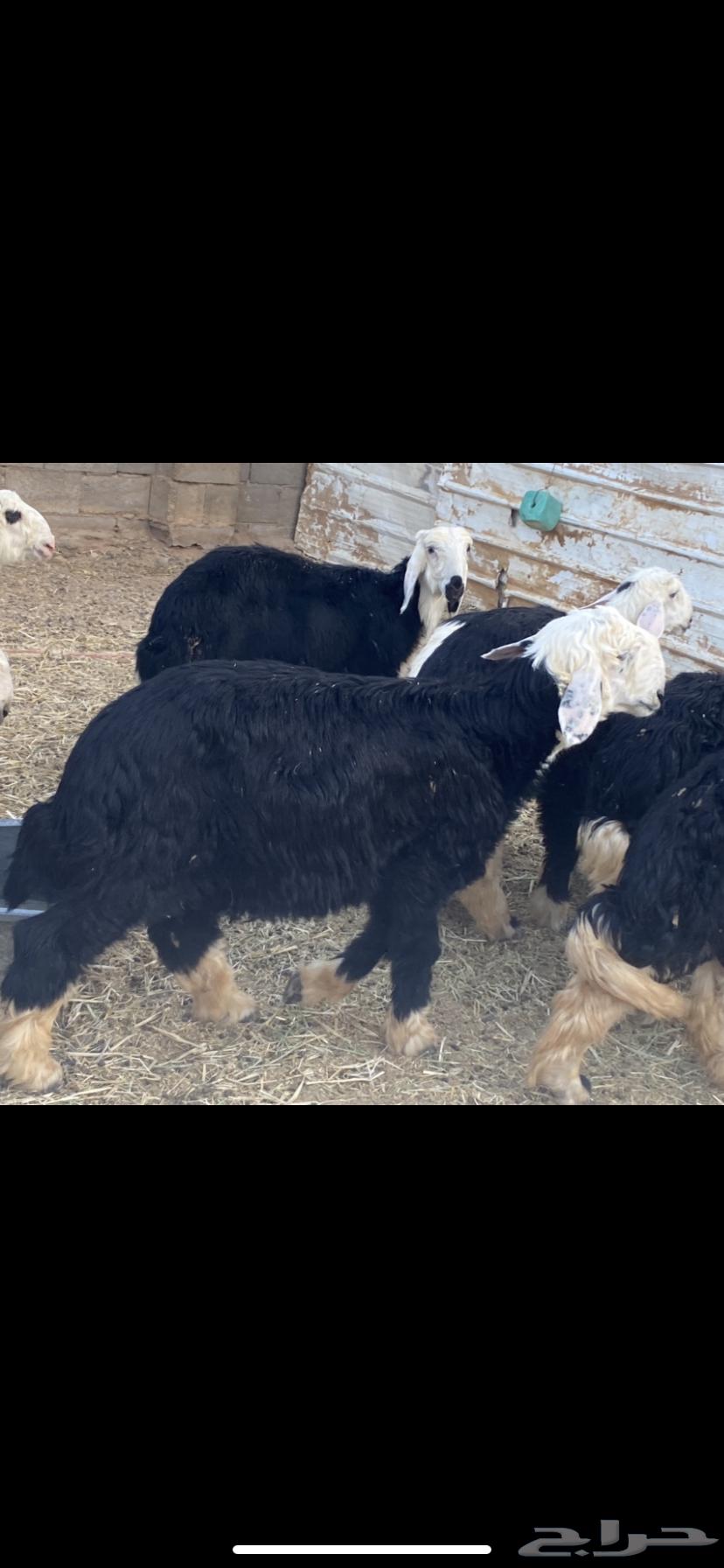 للبيع ذبايح صلخ وتوصيل مجاني تيوس بلدي وخرفان نعيم ونجدي64564671097347110