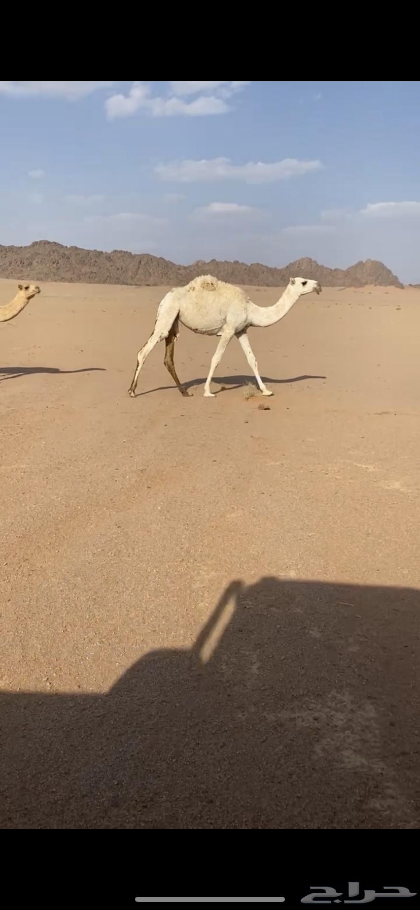 للبيع بكره64577516147585111