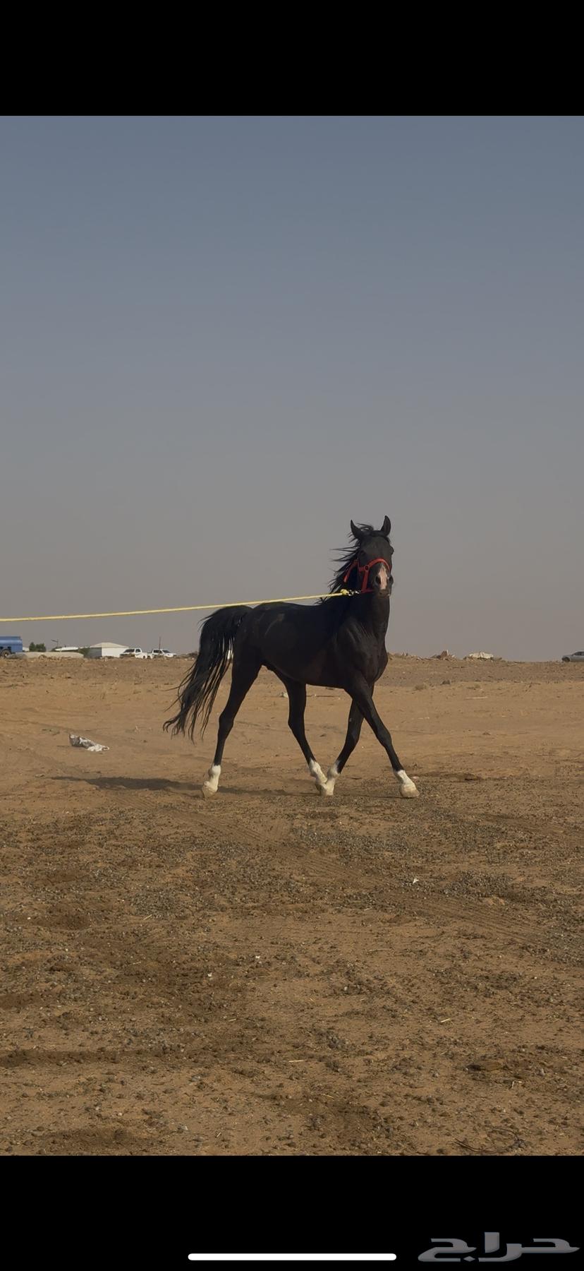 حصان جزيري ادهم64646079190146112