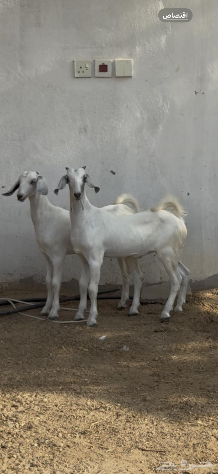 جفار بيشيات صنف64588557323137111