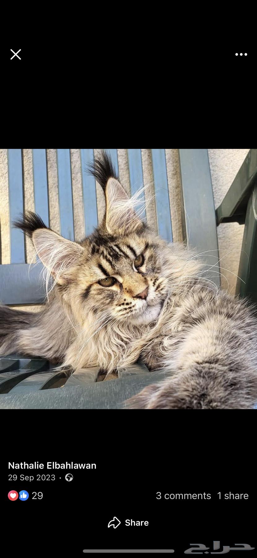 قطط ماين كون مستويات فاخرة جدا للبيع يوجد تزواج64643614042627110