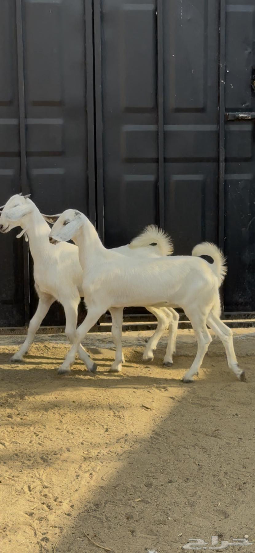 جفار بيشيات صنف64588557323137110