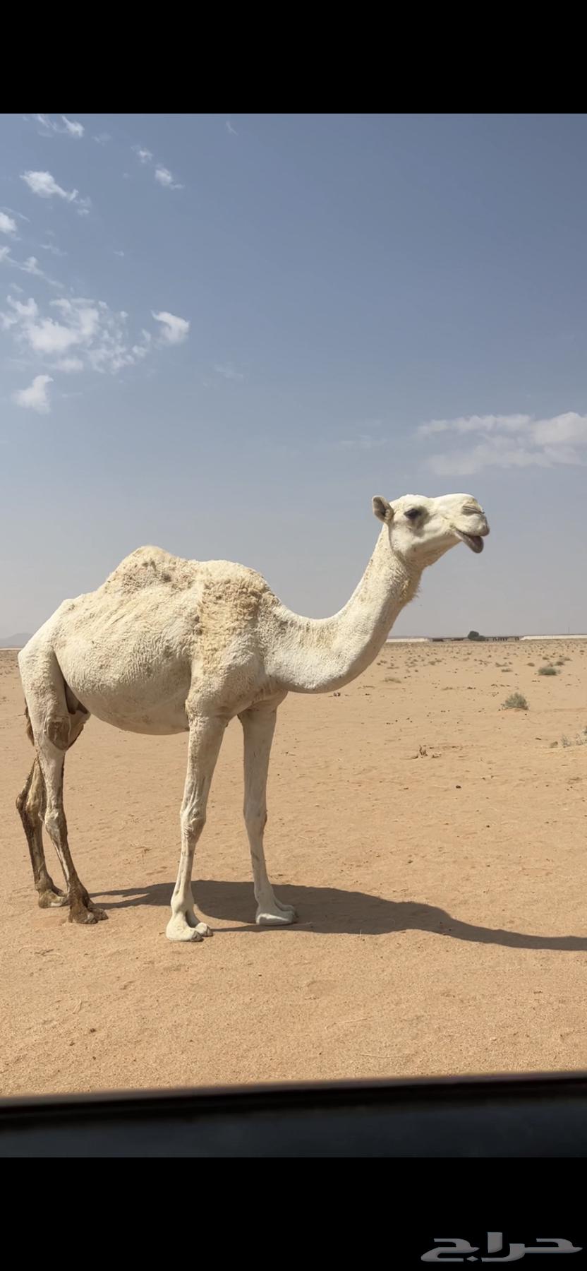 For sale: a she-camel, her calf is sold, and we add the condition of her age, fertile and healthy64591538551681112