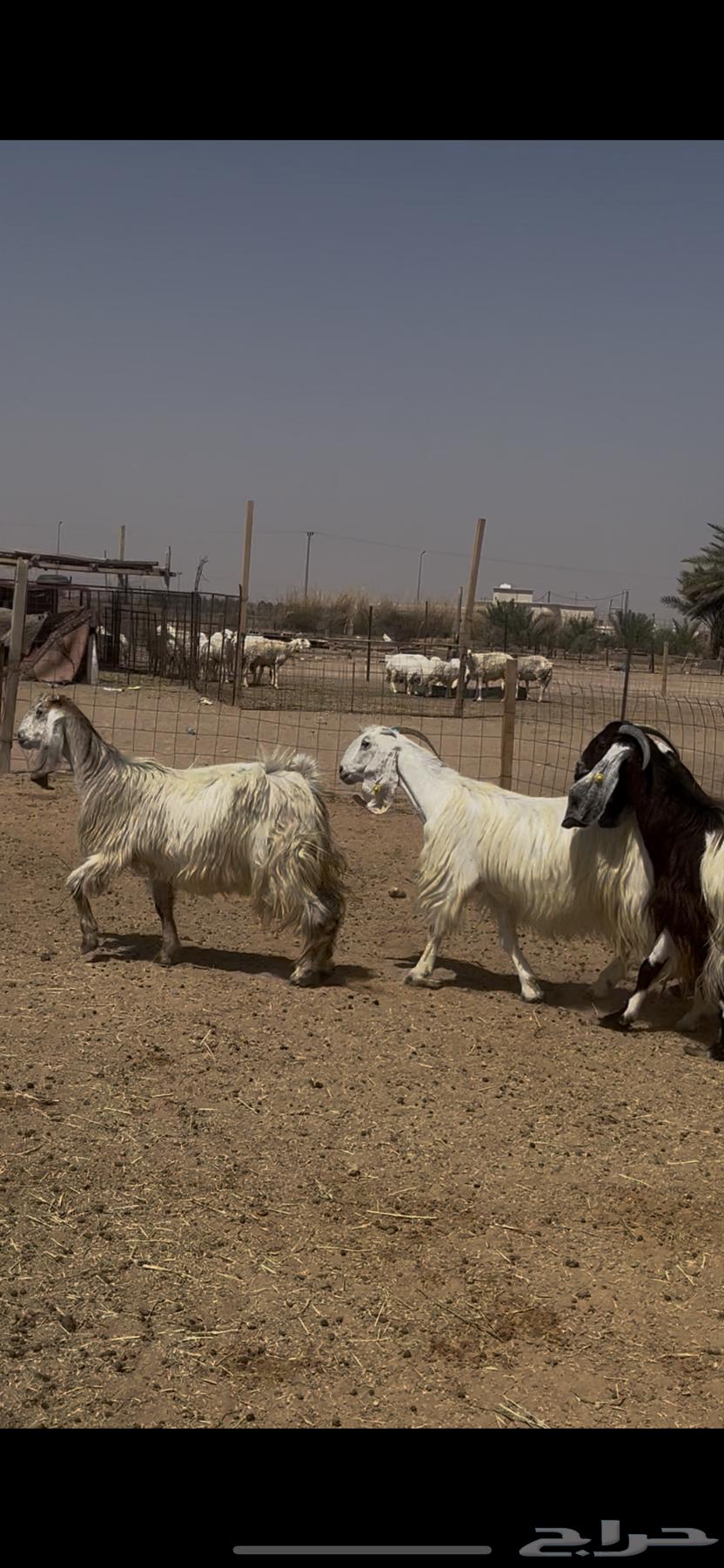 معزا مواليد للبيع64620217695107113