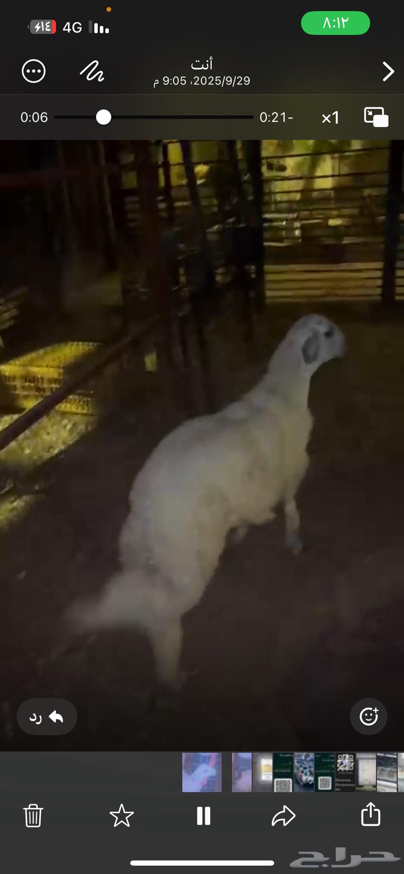 For Sale: Healthy, Closed-Off Sheep with Fat and Meat64638657698946111