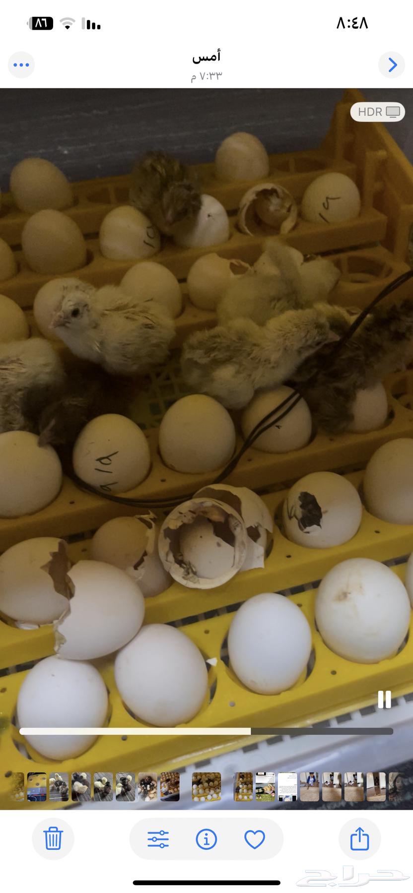 فقاقسه للبيع64638808344834111