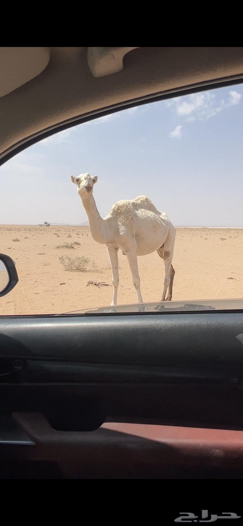 For sale: a she-camel, her calf is sold, and we add the condition of her age, fertile and healthy64591538551681111