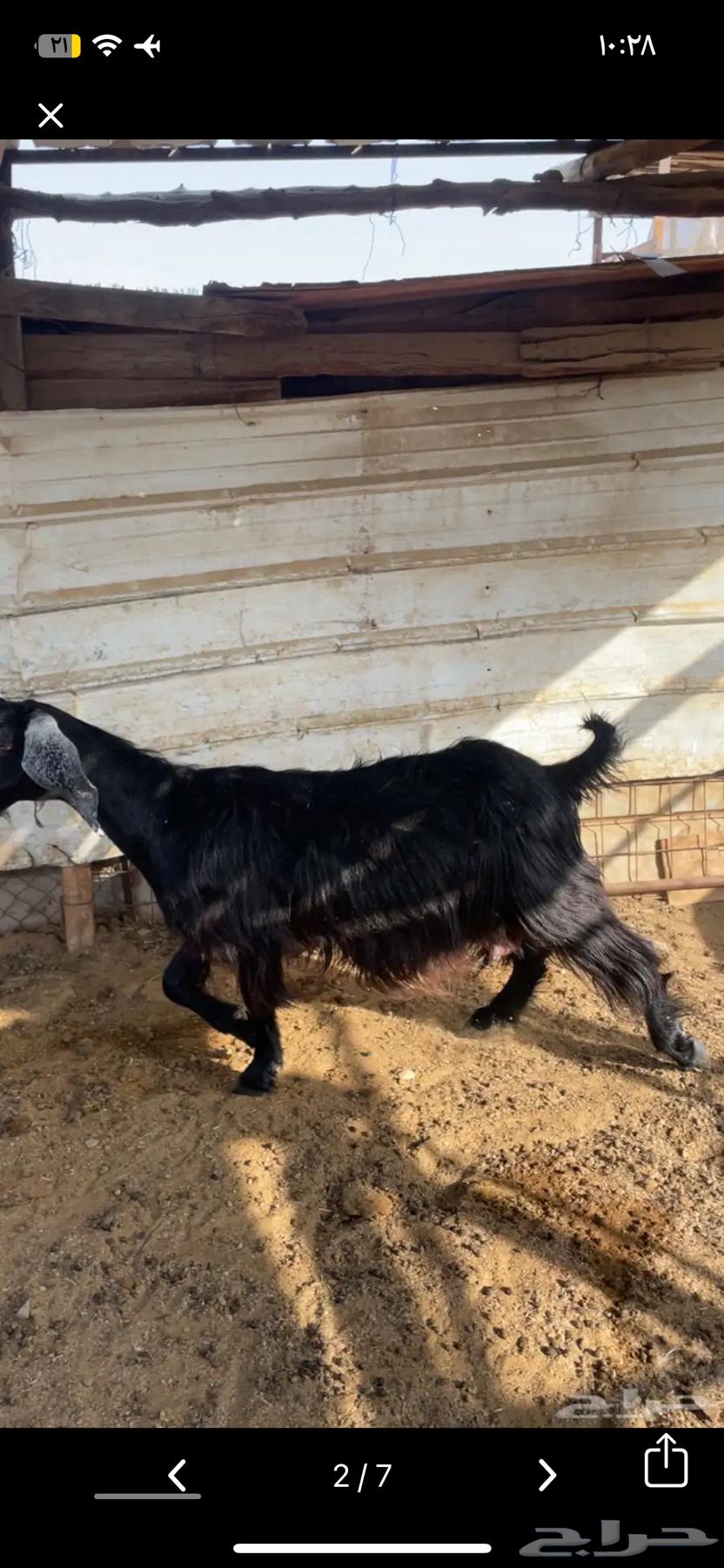 Selling goats with defects64481182870401114