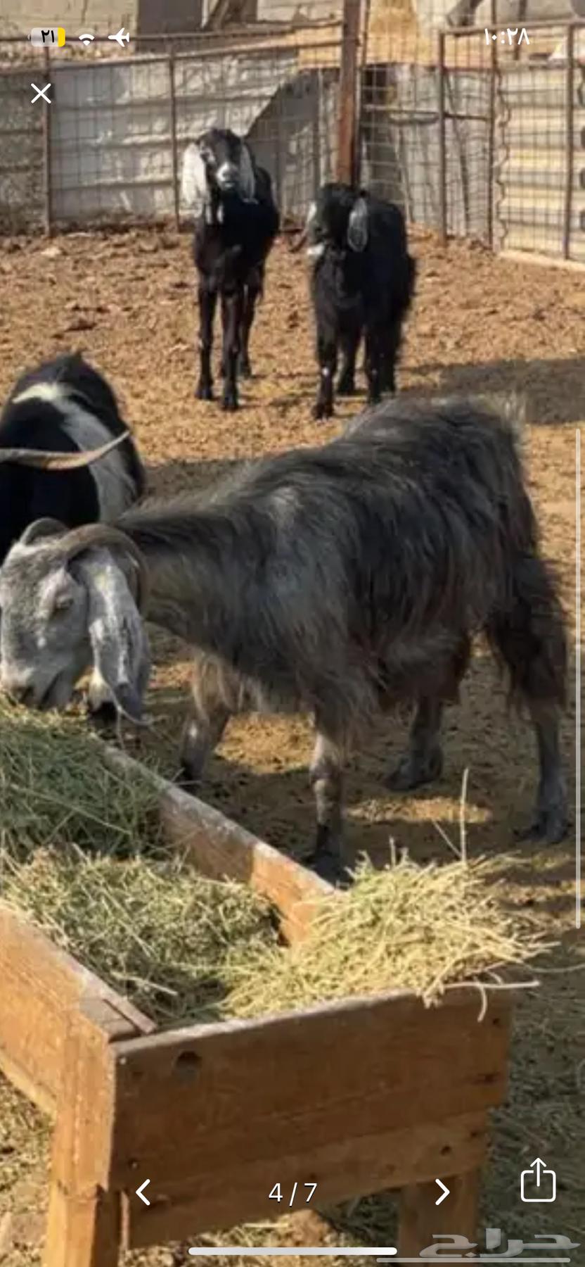 Selling goats with defects64481182870401110