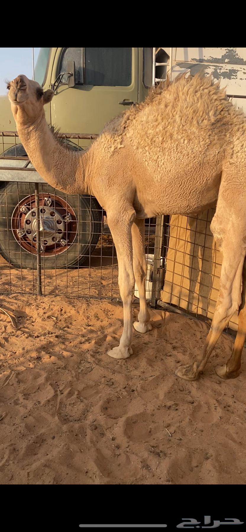 حوار لباني64644431555457110