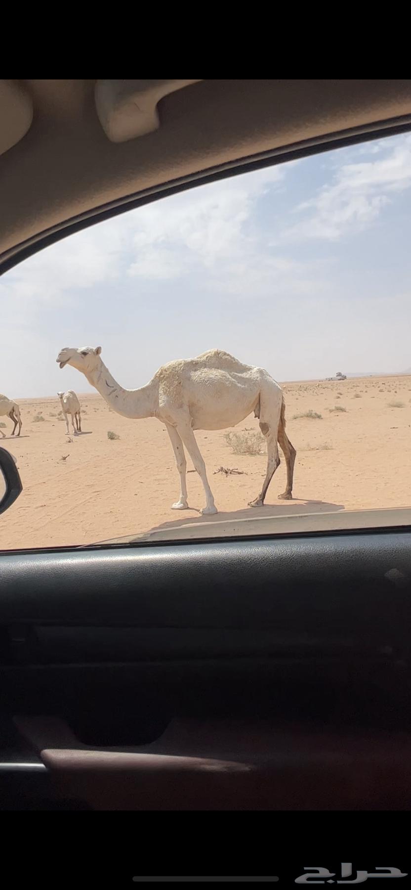 For sale: a she-camel, her calf is sold, and we add the condition of her age, fertile and healthy64591538551681110