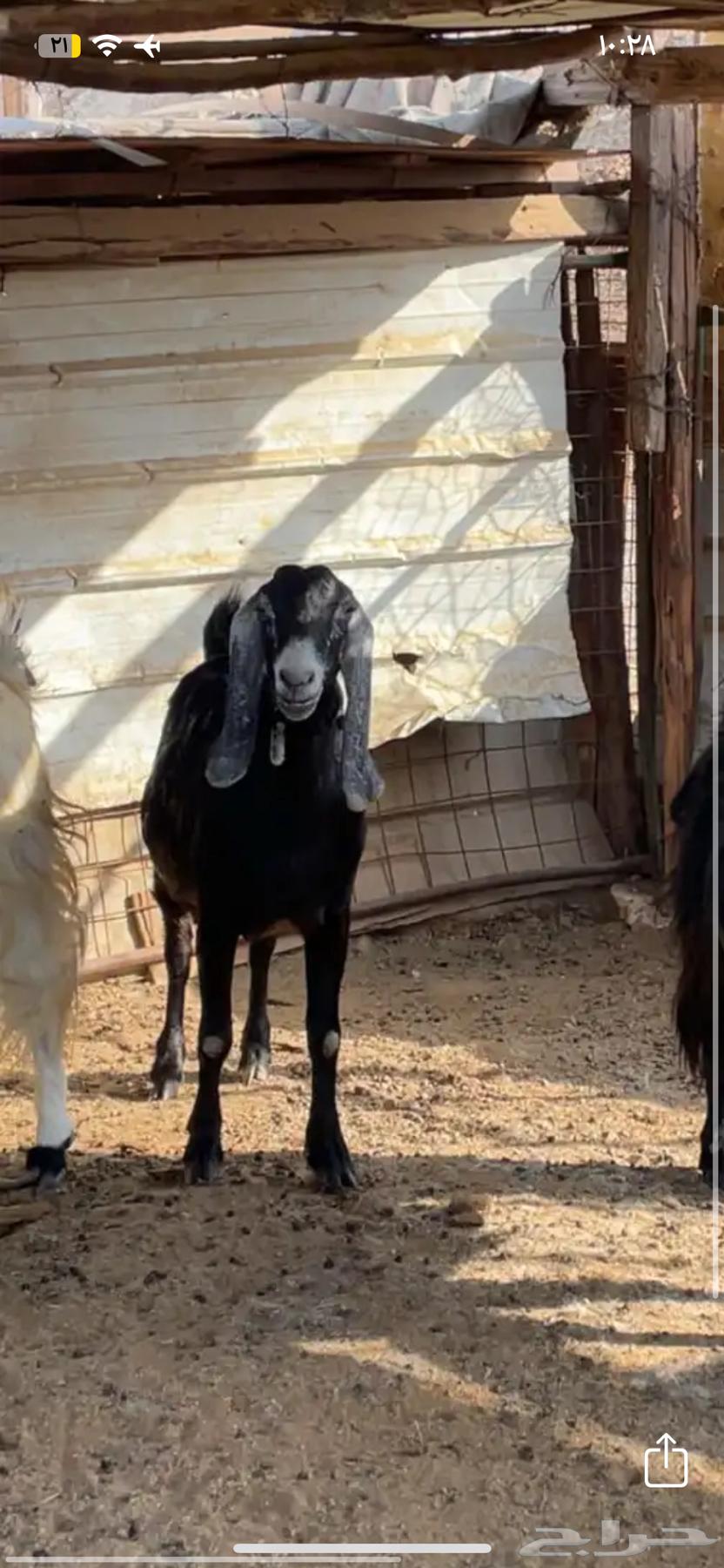 Selling goats with defects64481182870401111