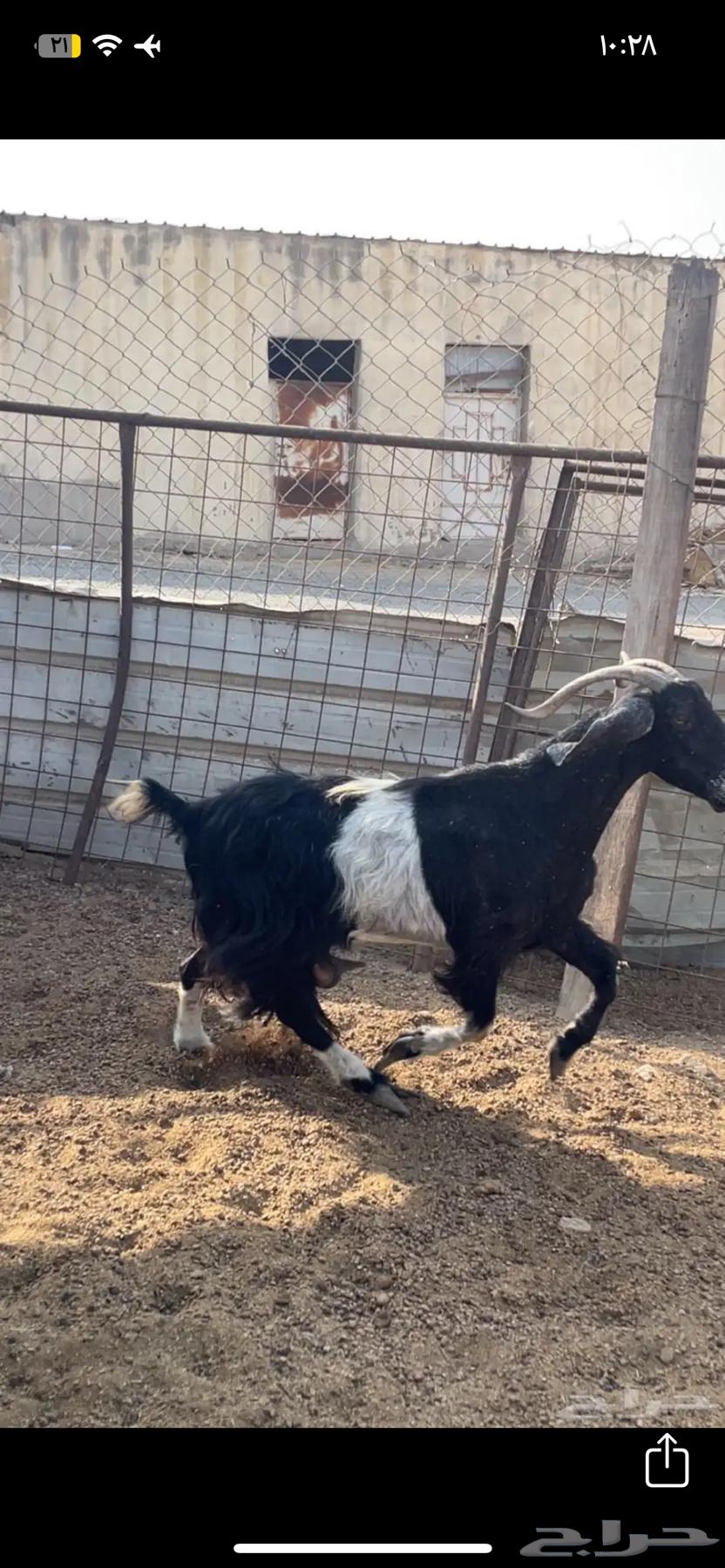 Selling goats with defects64481182870401112