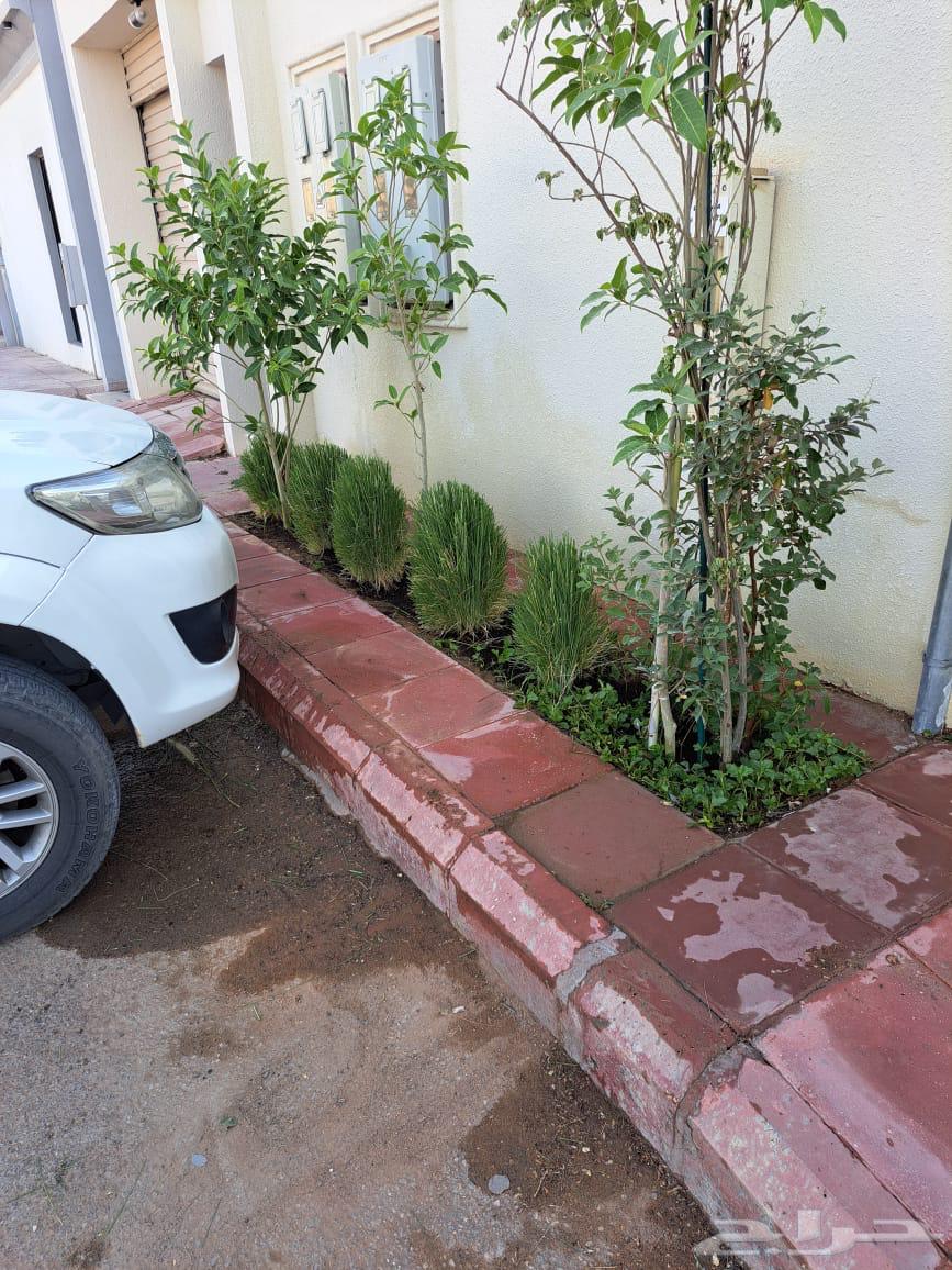 تنسيق حدائق وزراعة طبيعي وصيانة شهريه تركيب وتوصيل64164320923905114