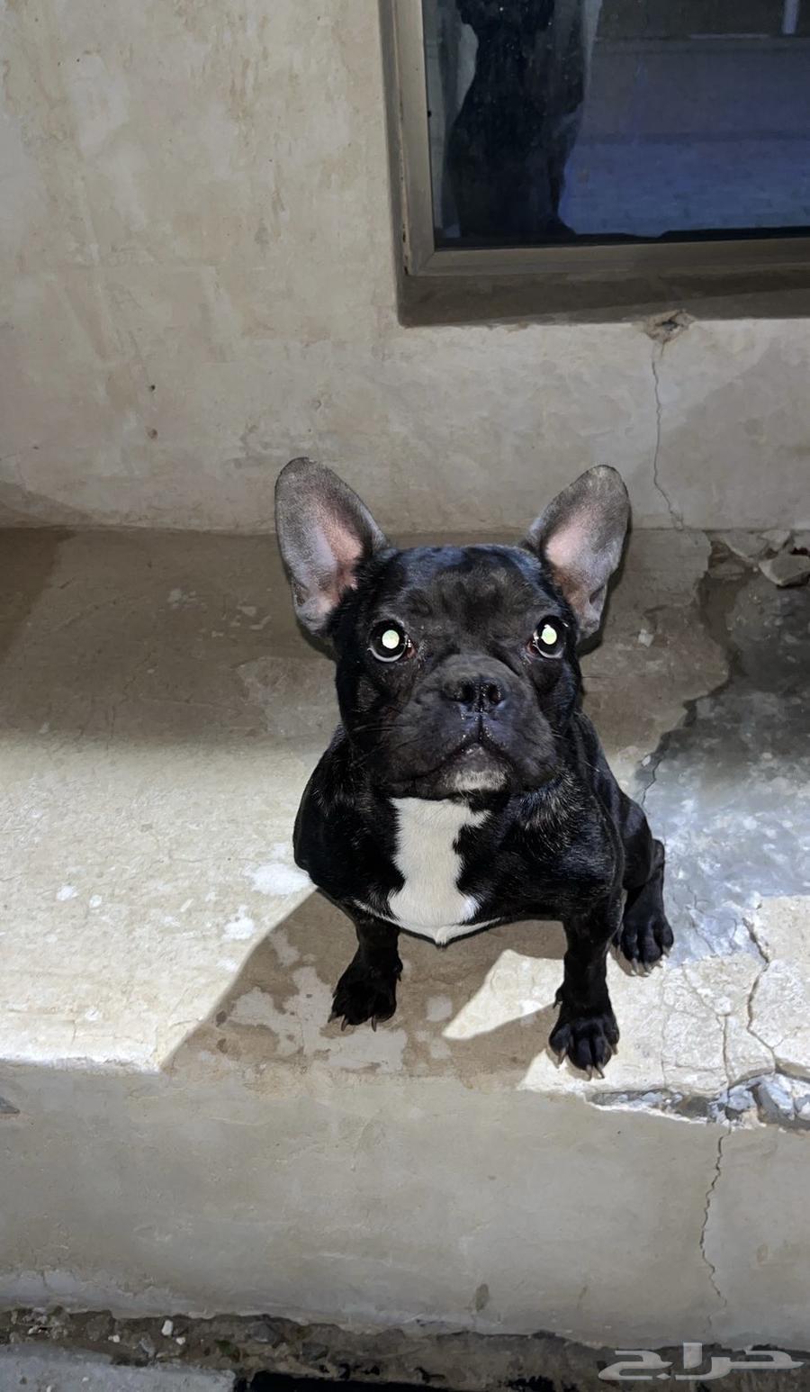 للبيع كلب فرنش بول دوق french bull dog64637156538115114