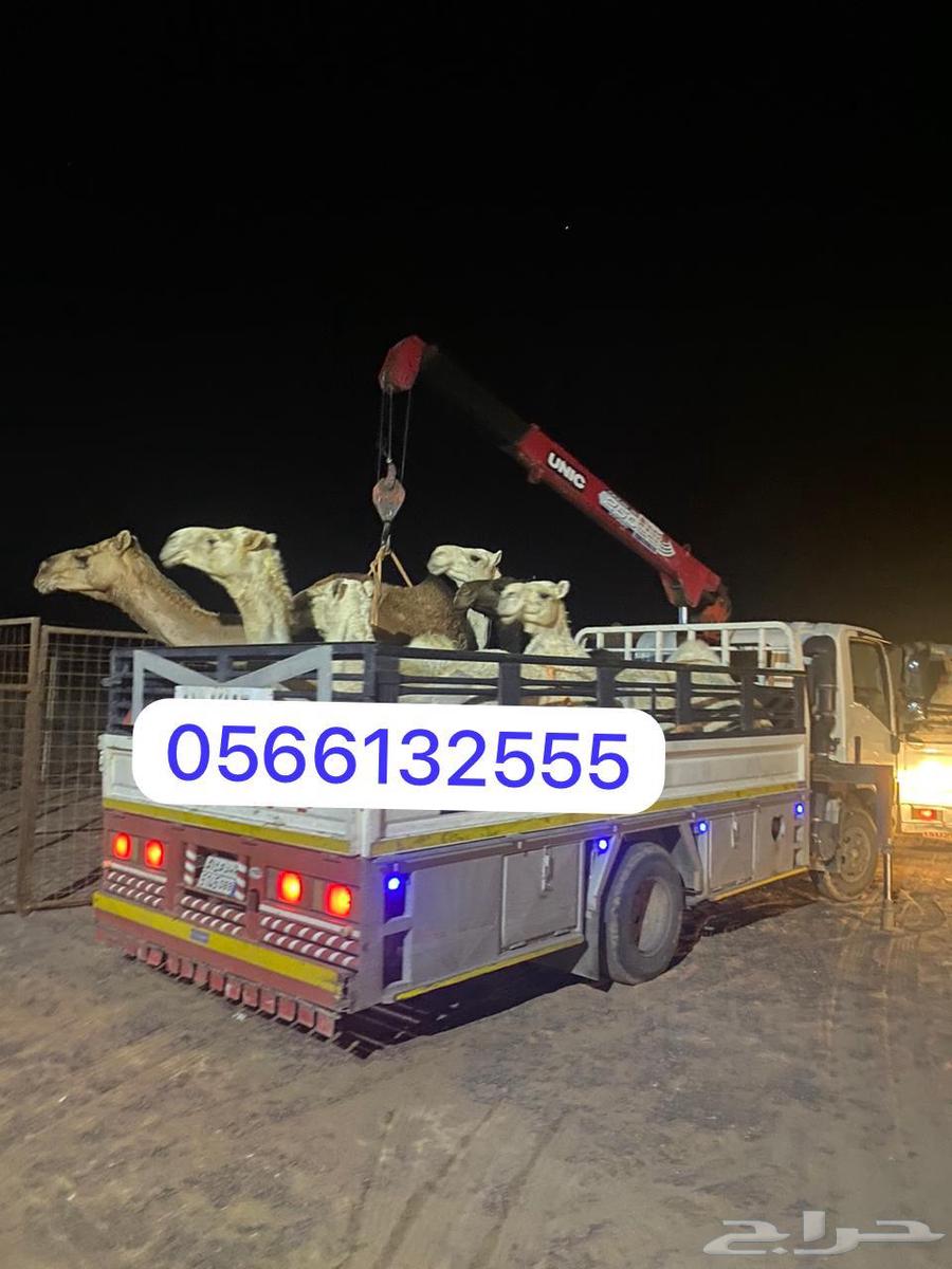 دناء ونش لتوصيل الابل وغيرها64163291361281110