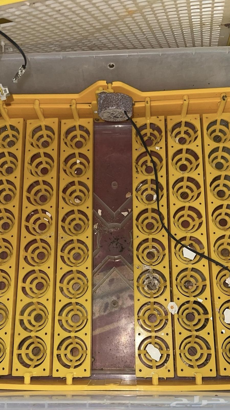 فقاسة 48 بيضه فل اوتوماتيك64644654766209113