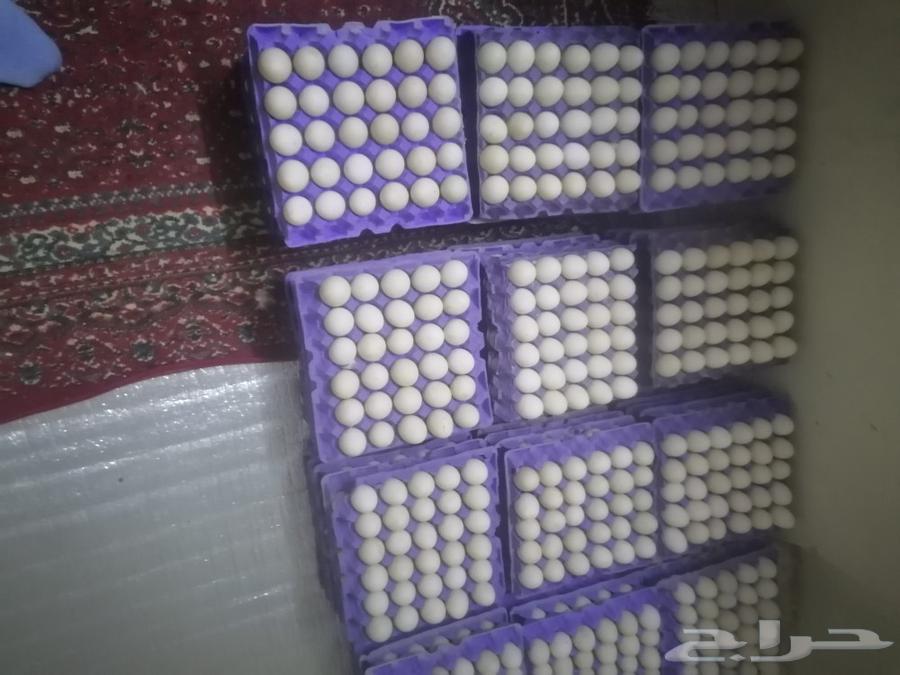 بيض بط مخصب بكين90 100ولك حق التعويض بعد الفحص63323055104515111