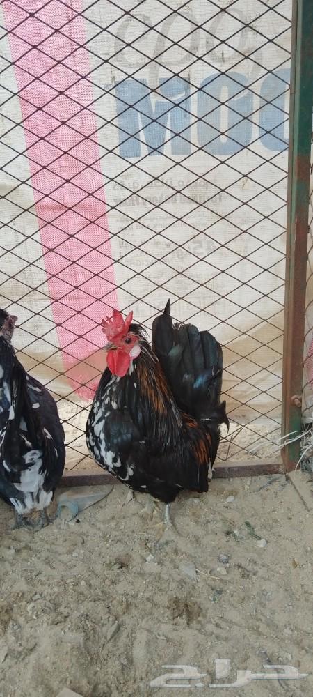 حباحب633026597326091121