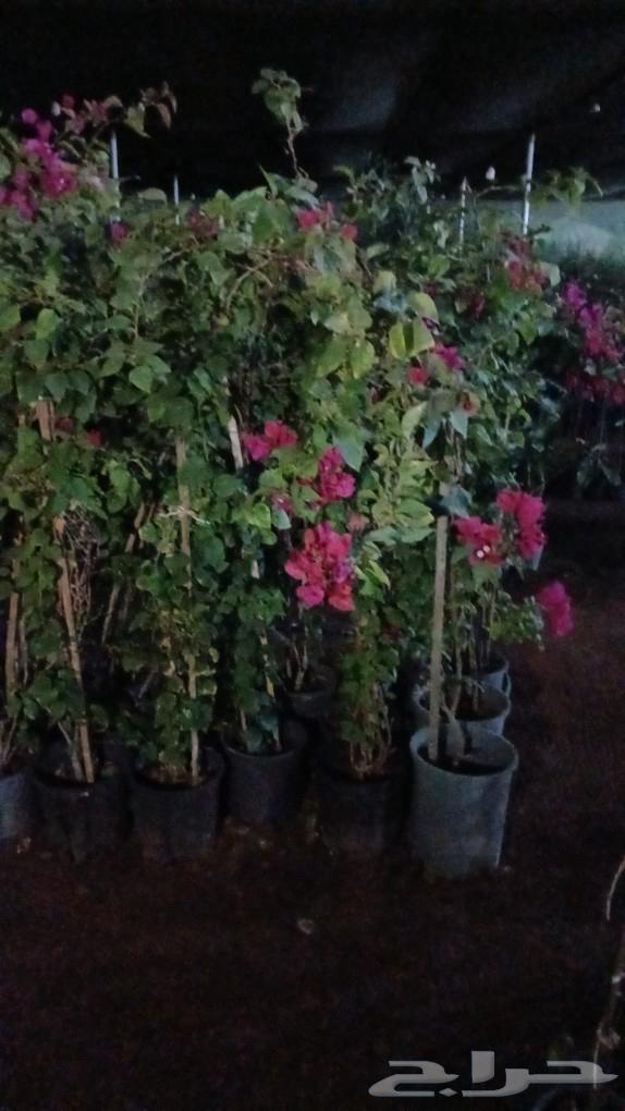 الرياض المزحميه شقر الدوادمي ساجر63025323729795113