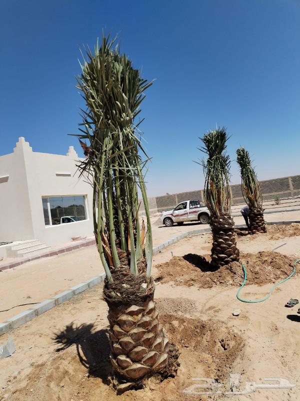 الرياض المزحميه شقر الدوادمي ساجر630253237297951123
