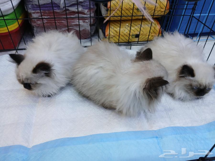 Himalayan cats with amazing prices on Aswam and sale allowed63006354650499114
