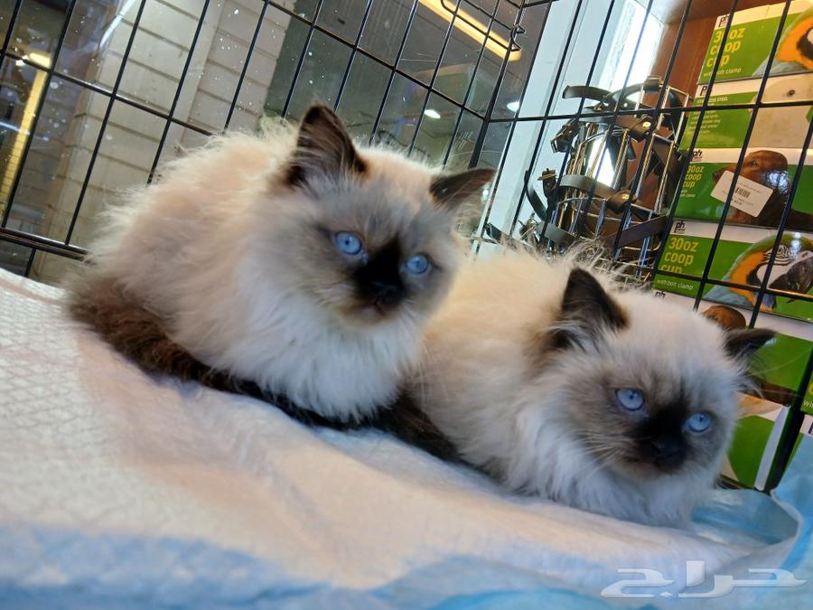 Himalayan cats with amazing prices on Aswam and sale allowed63006354650499111