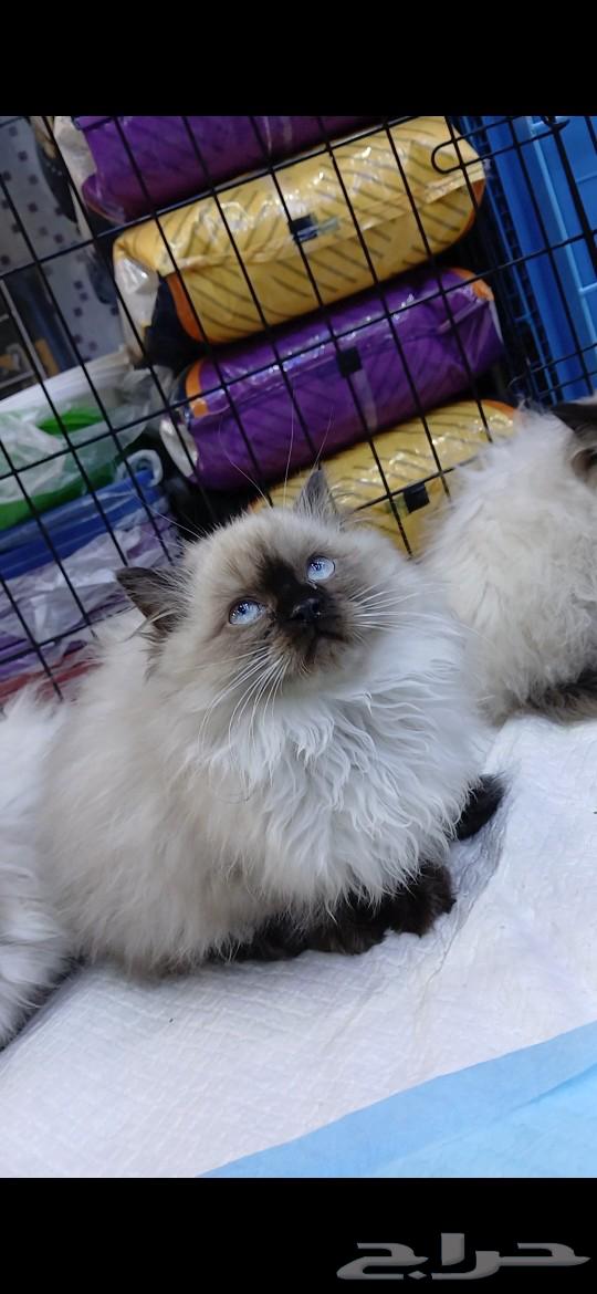 Himalayan cats with amazing prices on Aswam and sale allowed630063546504991112