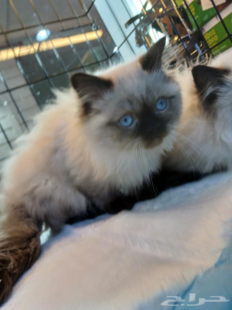 Himalayan cats with amazing prices on Aswam and sale allowed63006354650499112
