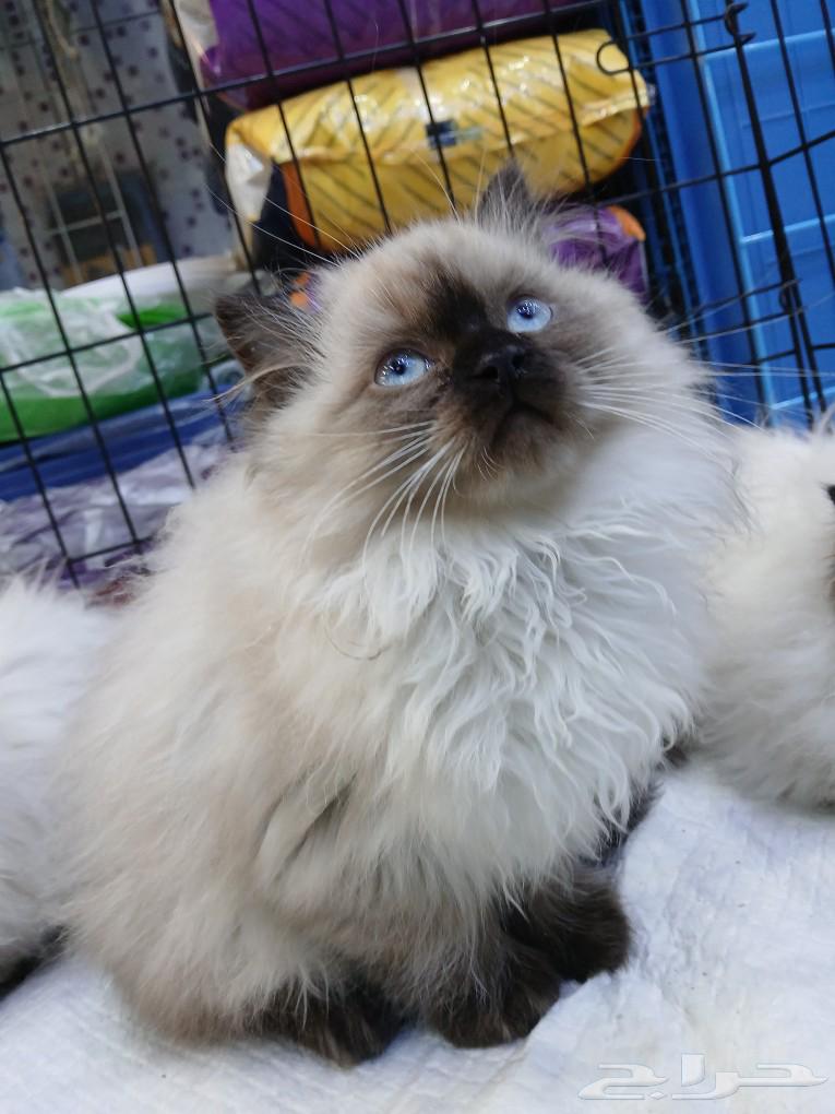 Himalayan cats with amazing prices on Aswam and sale allowed63006354650499113