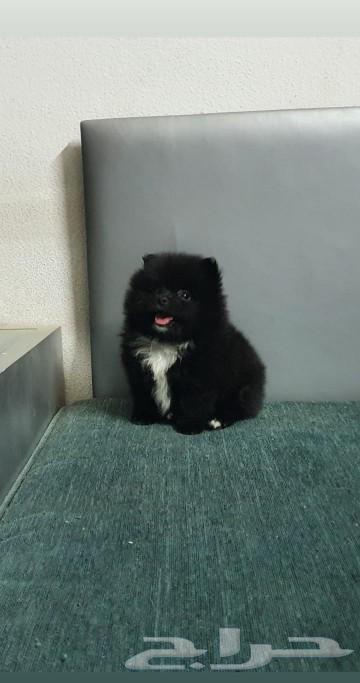 Pomeranian dogs for sale at special prices63296934664579111