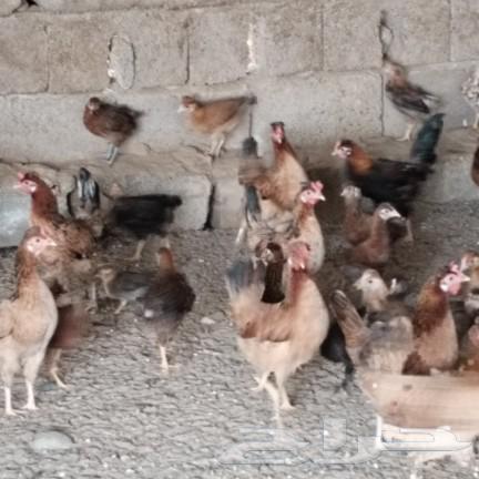 Authentic Arab chickens for sale, separate63616161480067114