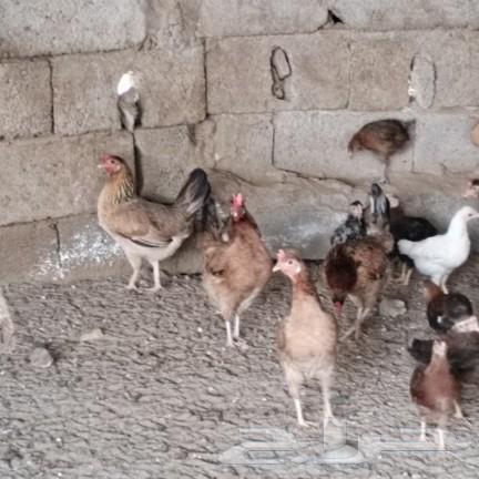 Authentic Arab chickens for sale, separate63616161480067113