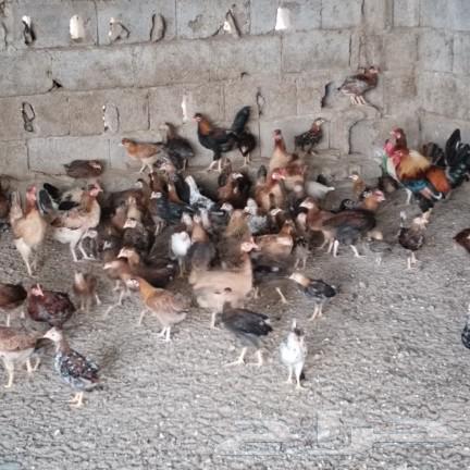 Authentic Arab chickens for sale, separate63616161480067112
