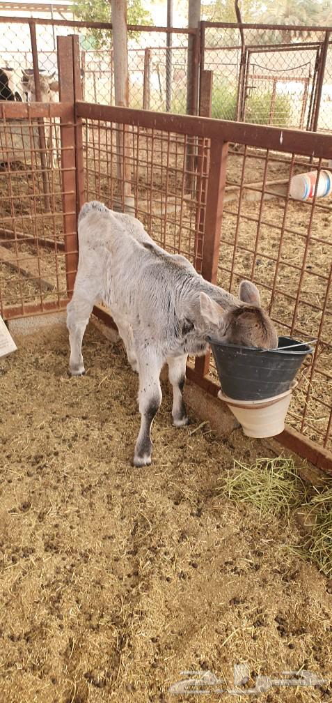Cow German calf hot63297845716481114